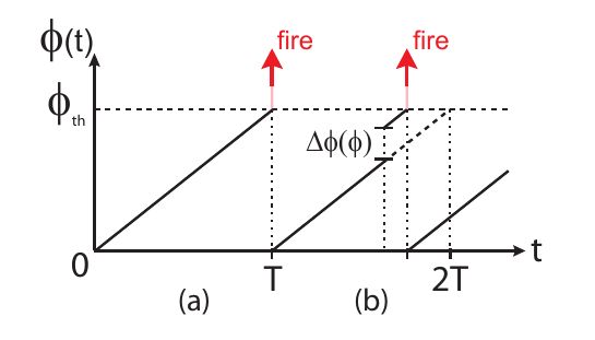 Time evolution of the phase. With no observed events (a) $\phi$
increases linearly until $\phi_{t}$ at which point if fires and resets.
When a signal is observed (b) $\phi$ is incremented by $\Delta\phi(\phi).$
Image taken from 'Firefly Synchronization in Ad-Hoc Networks': Tyrell,
Bettstetter & Auer, 2006.